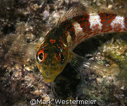 Personality - Image taken in Bonaire with a Nikonos RS, 5... by Mark Westermeier 